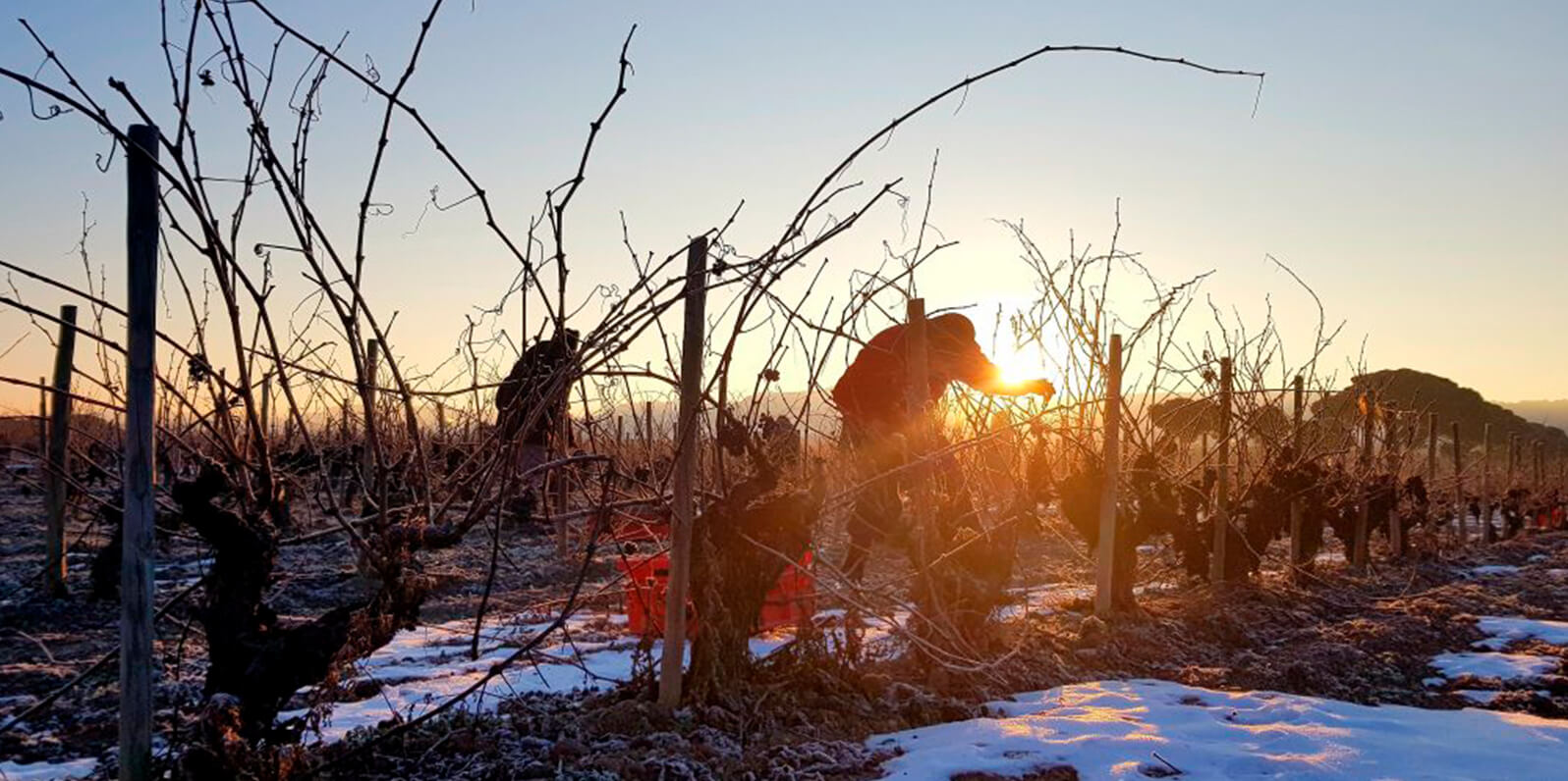 Pruning, an essential activity in the vineyard 1 Abadía Retuerta 01 nos vamos de poda Abadía Retuerta