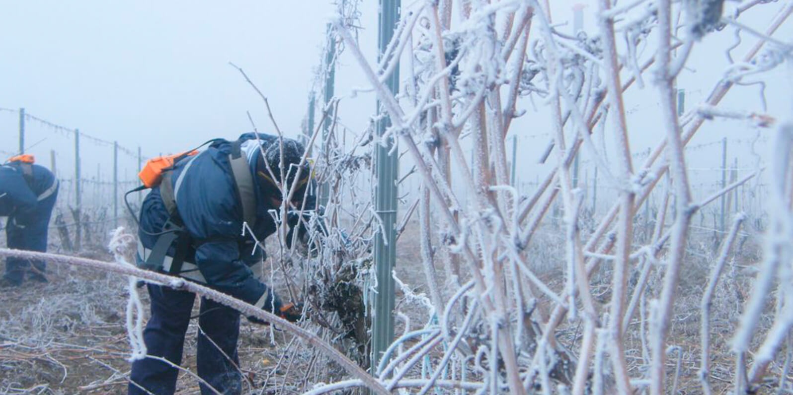 Pruning, an essential activity in the vineyard 3 Abadía Retuerta 03 nos vamos de poda Abadía Retuerta