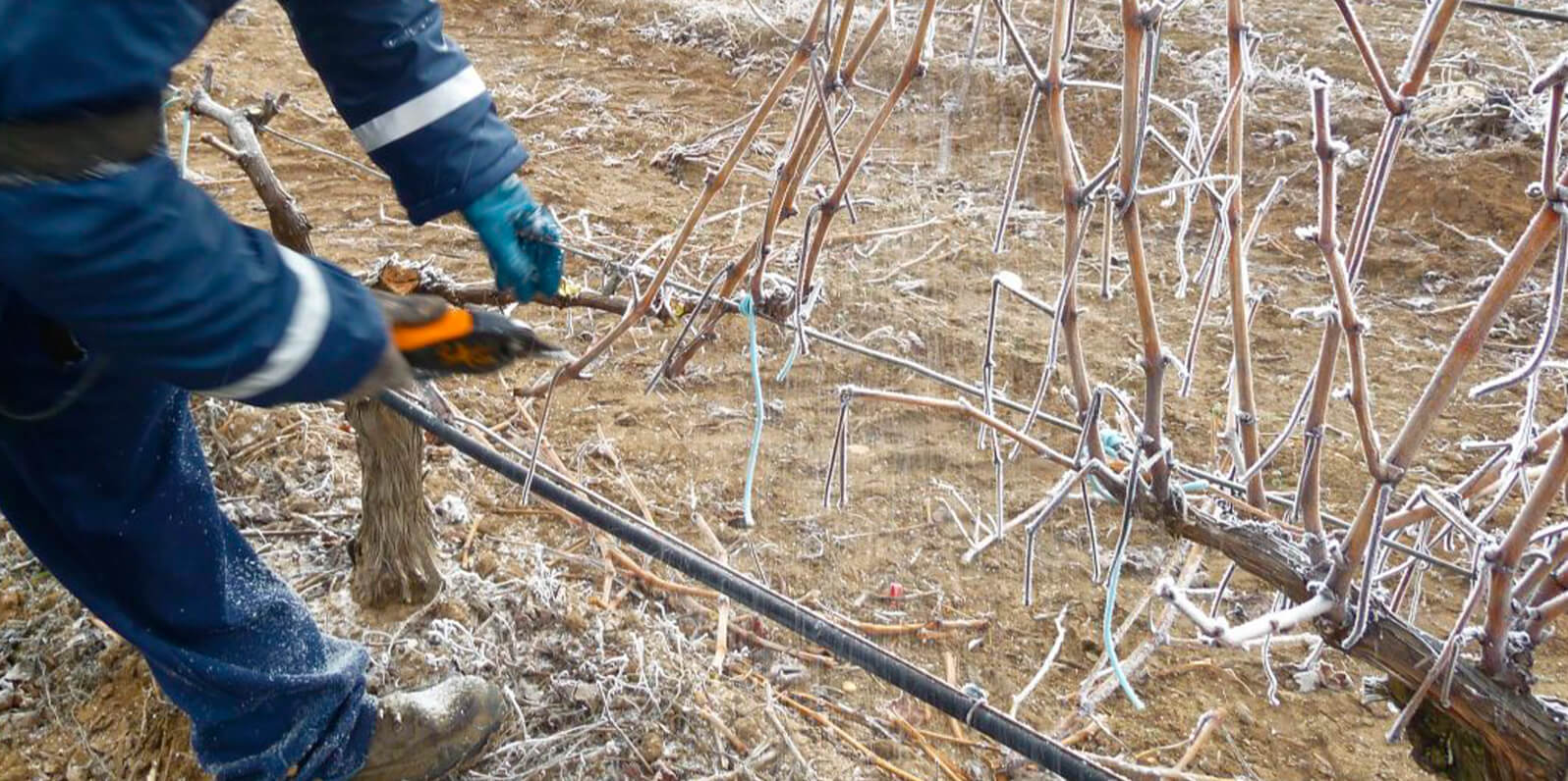 Pruning, an essential activity in the vineyard 4 Abadía Retuerta 04 nos vamos de poda Abadía Retuerta