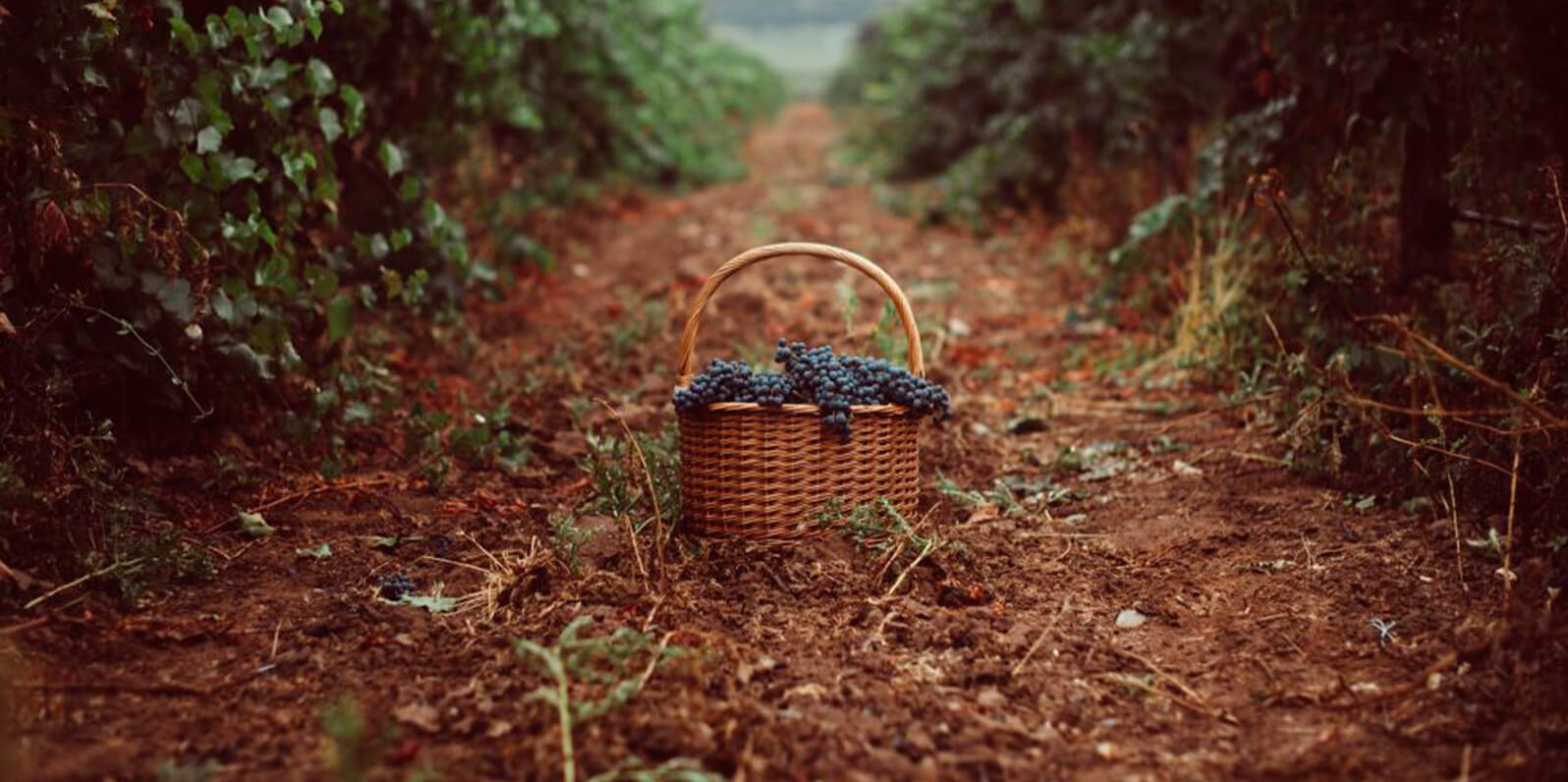 Tres experiencias que no te puedes perder este verano 3 Abadía Retuerta 03 tres experiencias Abadía Retuerta
