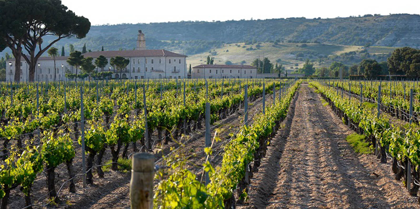 Ángel Anocíbar, up close and personal 2 Abadía Retuerta 02 angel anocibar Abadía Retuerta