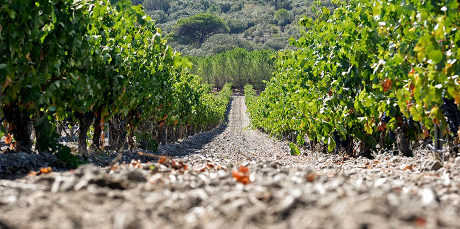 Ángel Anocíbar, up close and personal 3 Abadía Retuerta 03 angel anocibar Abadía Retuerta