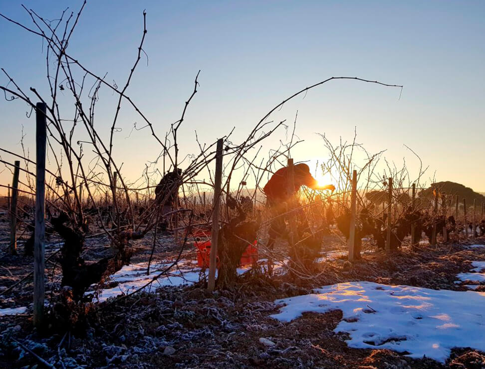 Pruning, an essential activity in the vineyard 24 Abadía Retuerta DISTRIB nos vamos de poda Abadía Retuerta