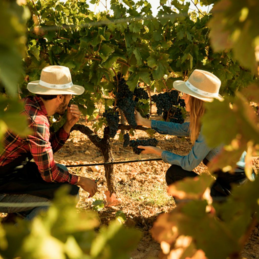 2022: a vintage like no other 6 Abadía Retuerta vendimia general Abadía Retuerta