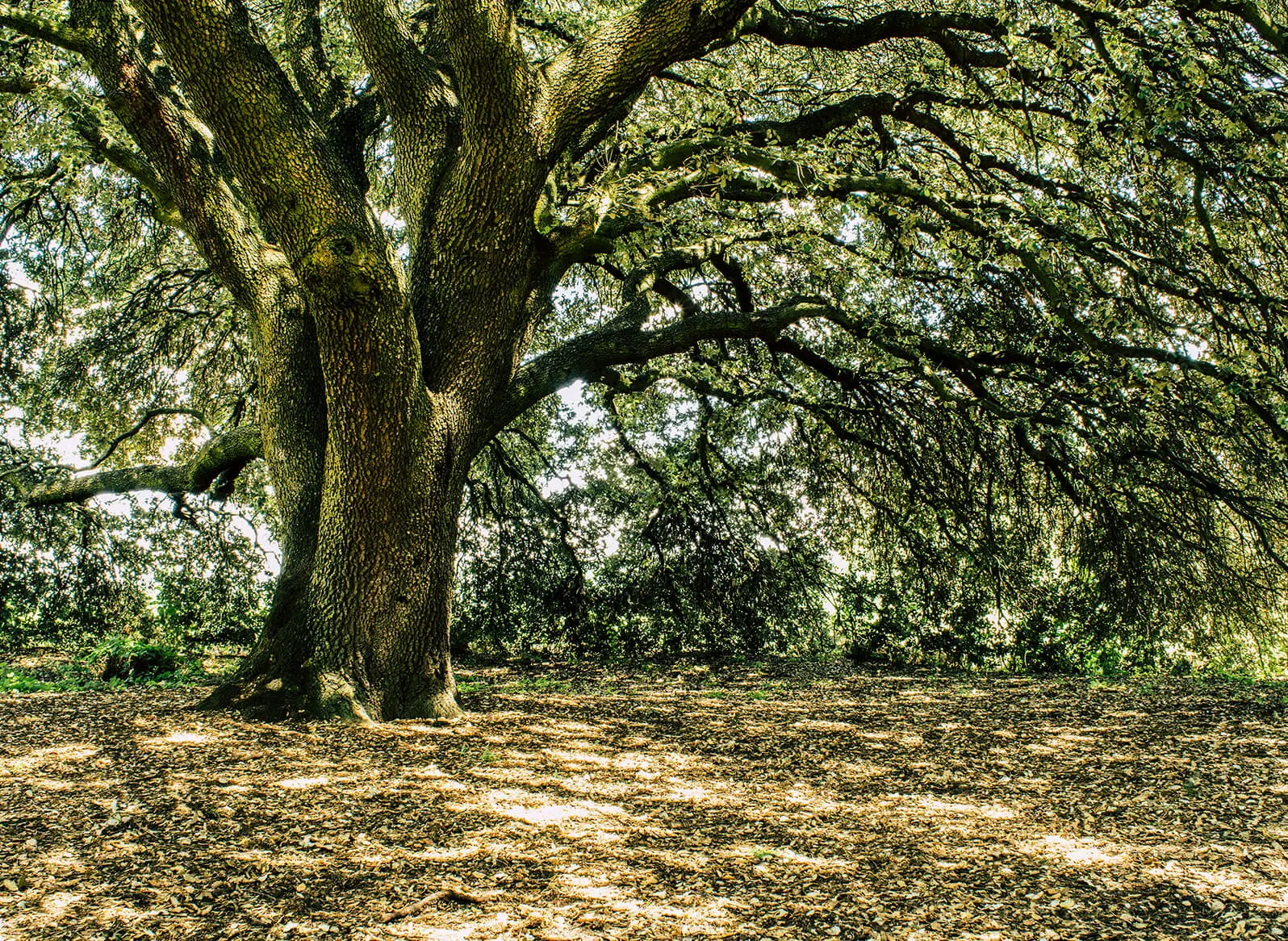 04-carrusel-abadia-romatica-desk-x2 H1NE