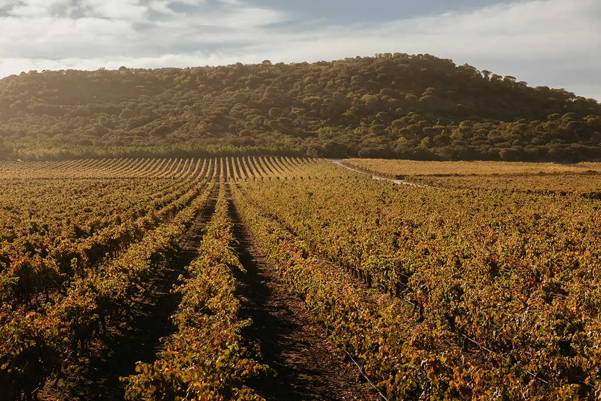 Abadía Retuerta Condiciones naturales 1 BH2DOP Abadía Retuerta