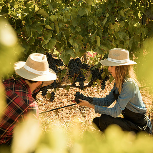 Abadía Retuerta FOTO VENDIMIA DESKTOP 520X520 Abadía Retuerta