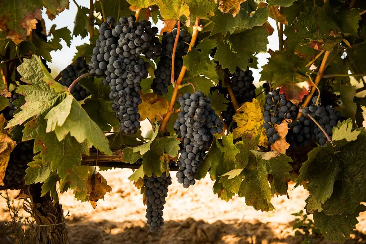 Abadía Retuerta Practicas sostenibles BH2DOP Abadía Retuerta