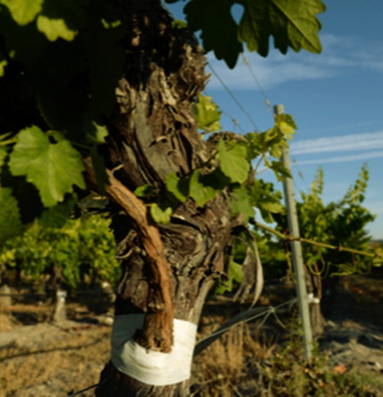 Abadía Retuerta academia metodologia variedad desk x2 798x583 1 BH2AT Abadía Retuerta