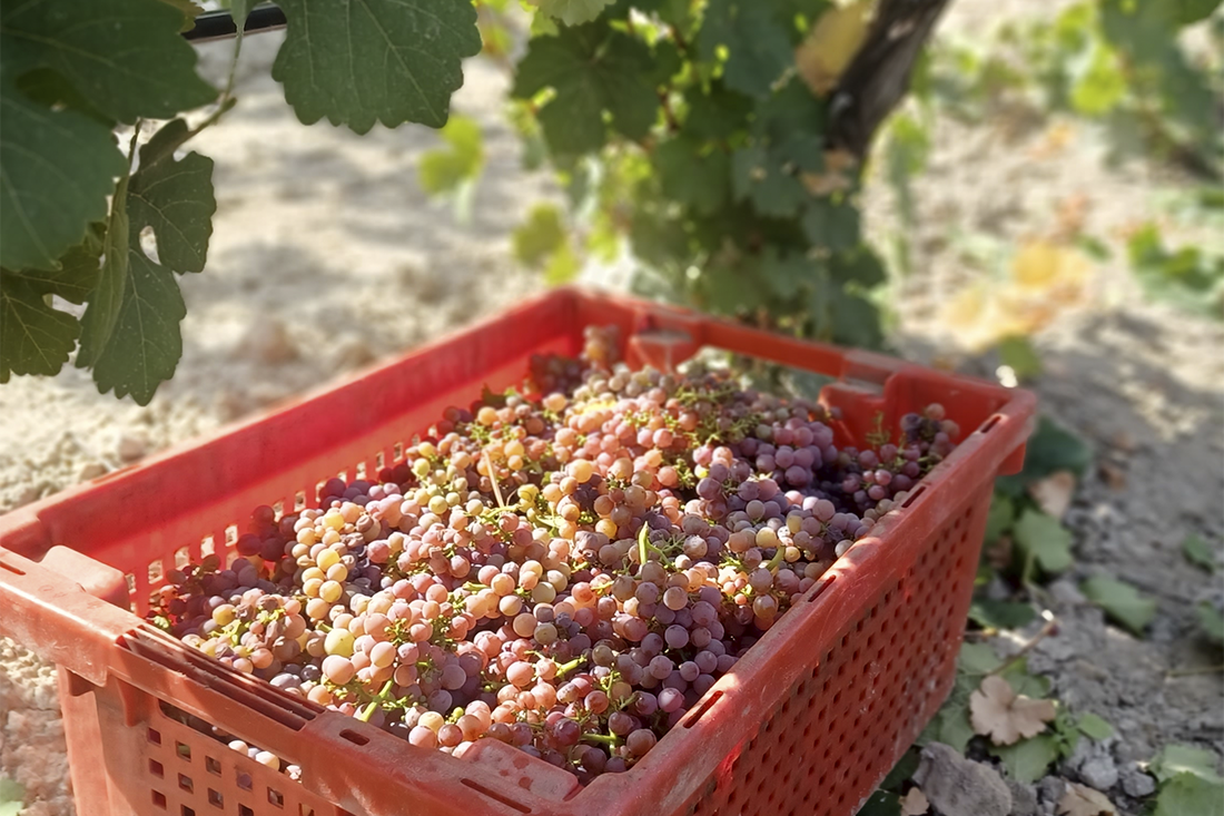 Abadía Retuerta caja vendimia uvas Abadía Retuerta