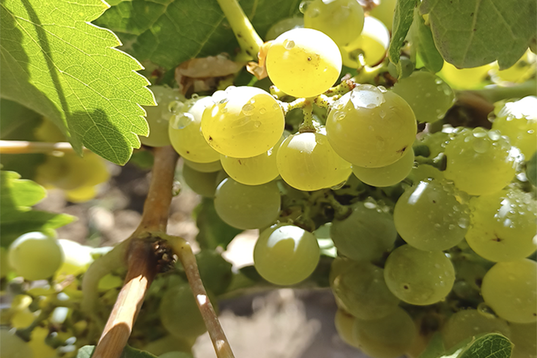 Abadía Retuerta uvas medidas Abadía Retuerta