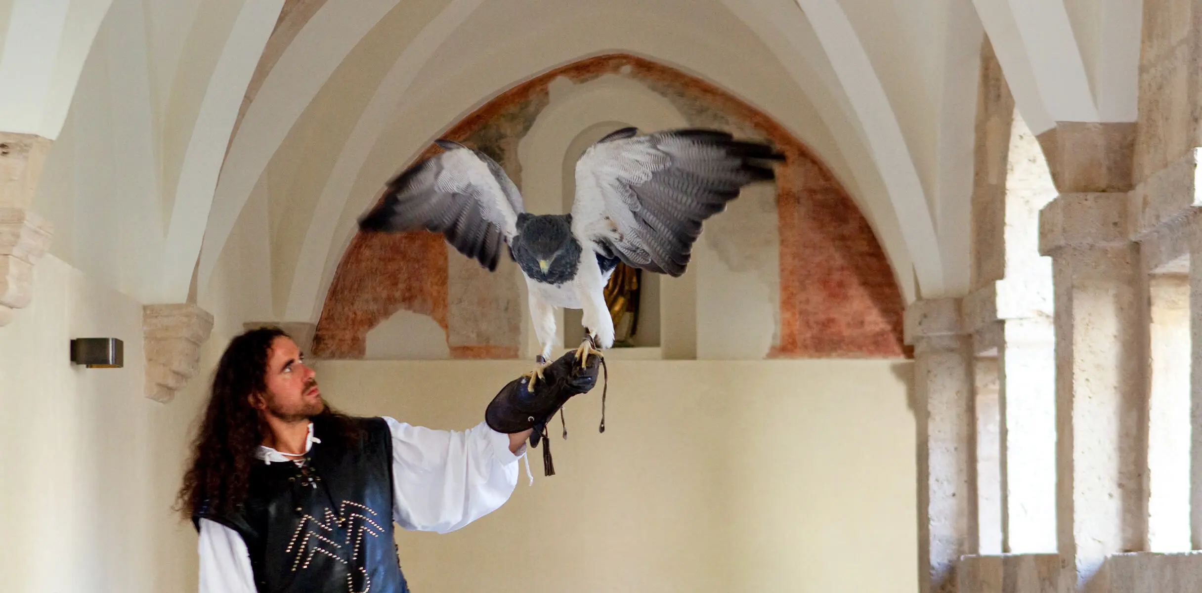 Cetrería 3 232edwdwd23e