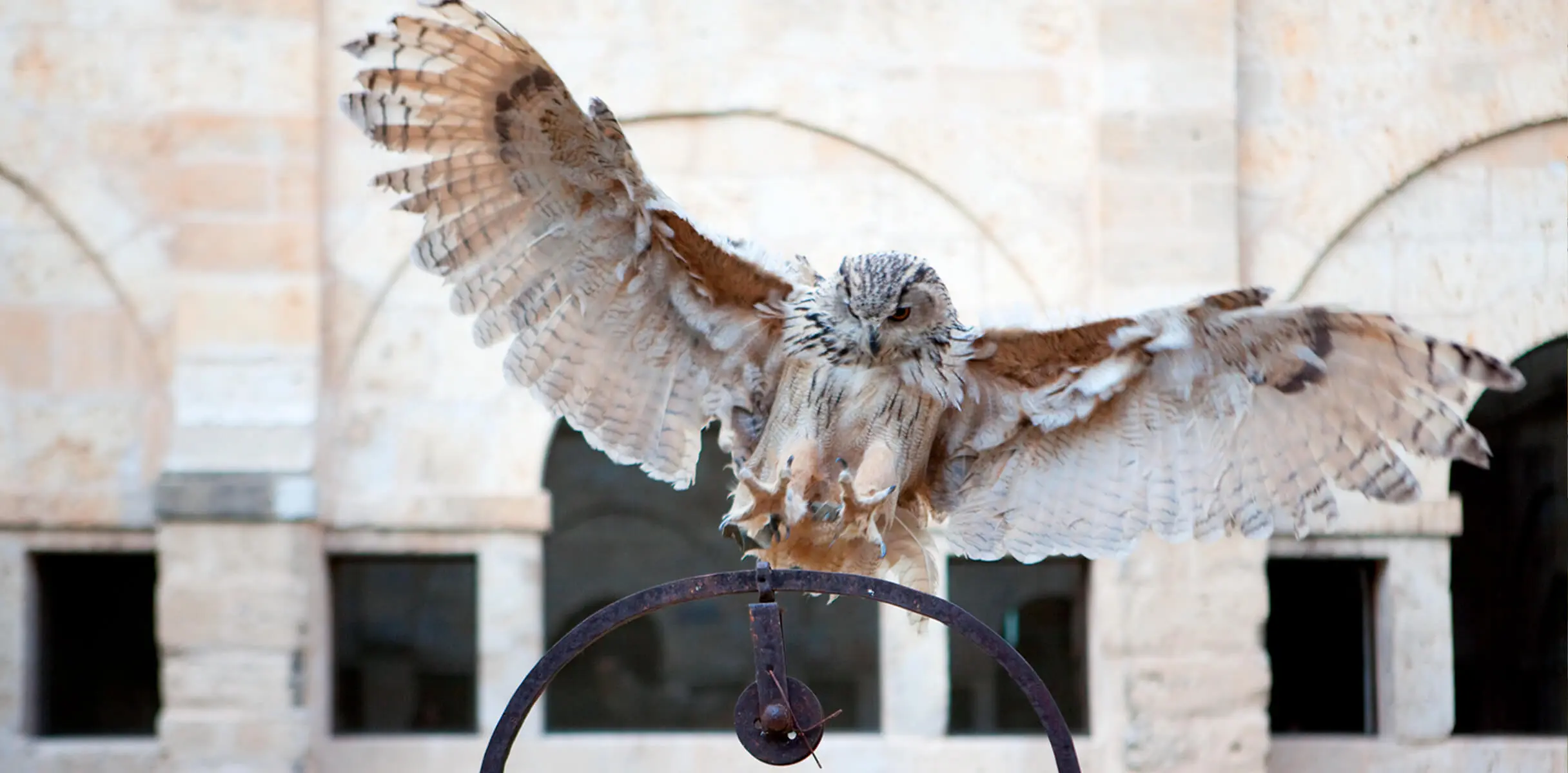 Cetrería 2 kwdeo29dil23ken23e