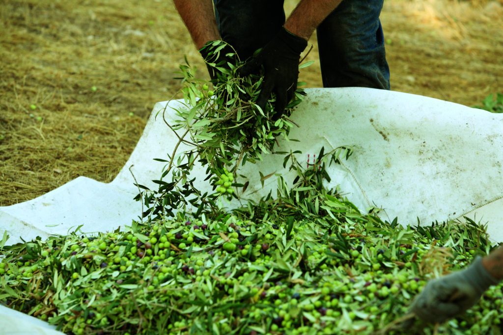 Abadía Retuerta Castillo de Canena Olivar Cosecha Recogida Aceituna 24 Abadía Retuerta
