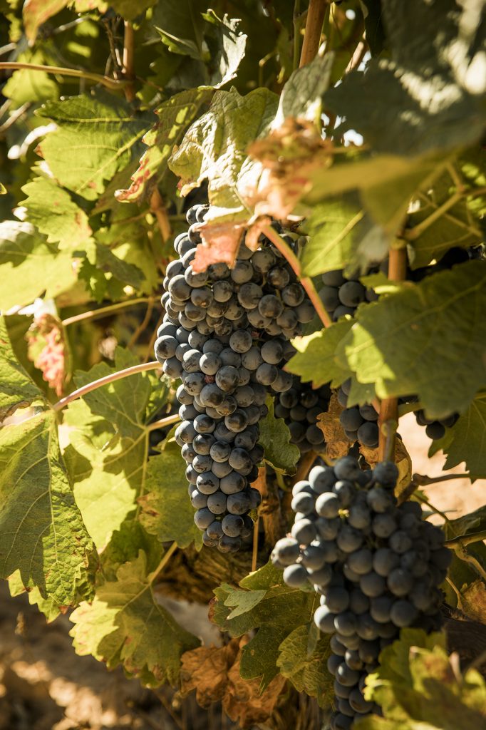 Abadía Retuerta Vendimia Abadia Retuerta Abadía Retuerta