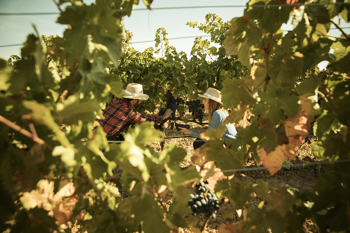 Experiencia Vendimia_ Abadía Retuerta (2)