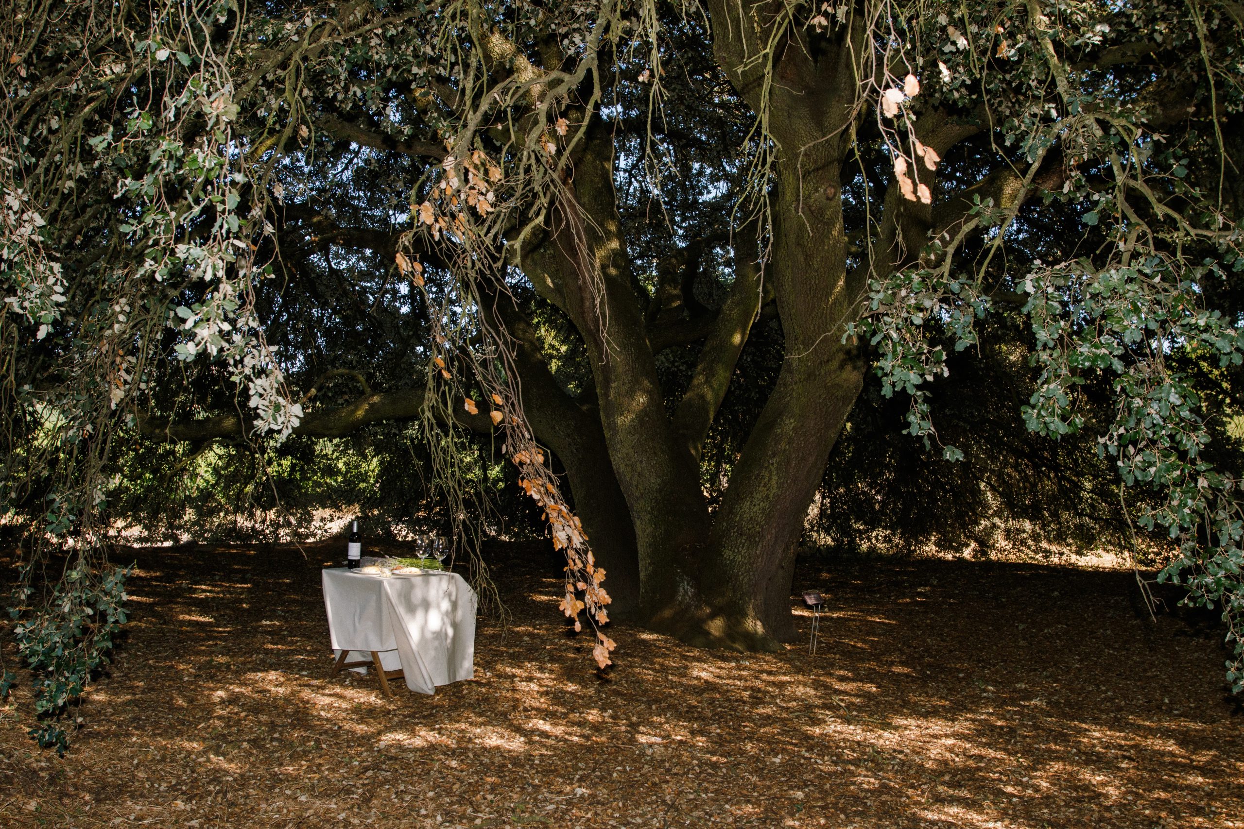 Inmersión Enológica 3 Abadía Retuerta LeDomaine cenntenial oak - aperitif