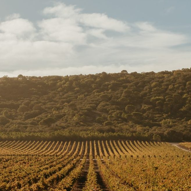 Abadia Retuerta_viñedo_hor (7)