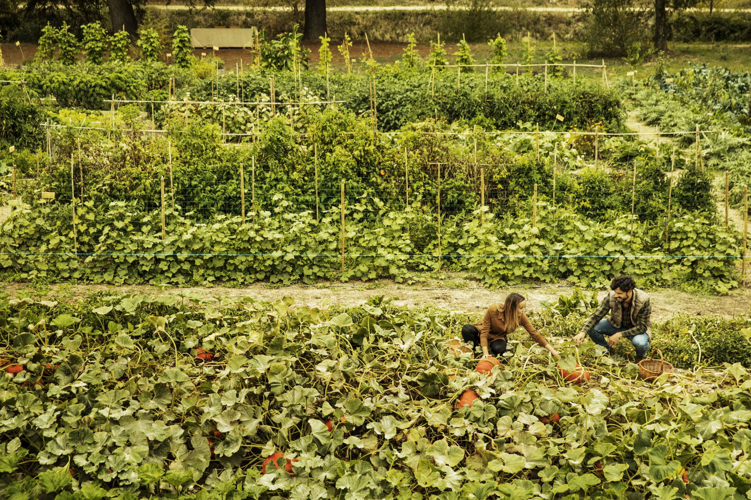 Inmersión Enológica 5 Huerto aspiracionales_ Abadia Retuerta (2)