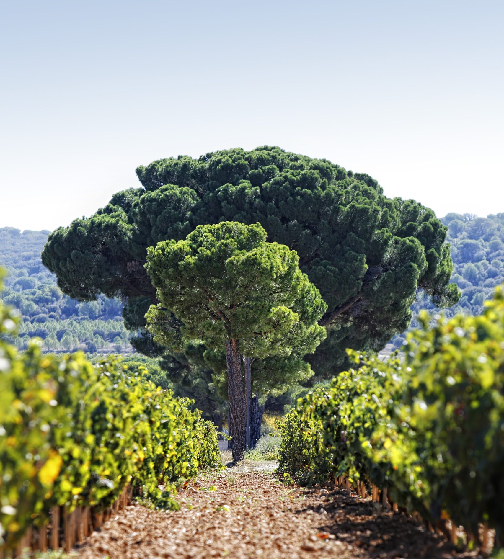 Abadía Retuerta Vinedos Abadia Retuerta 1 scaled e1768838525959 Abadía Retuerta