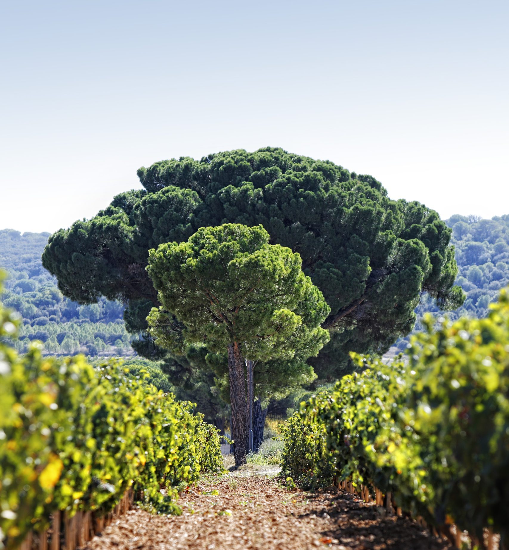 Abadía Retuerta Vinedos Abadia Retuerta 2 scaled e1768839264892 Abadía Retuerta