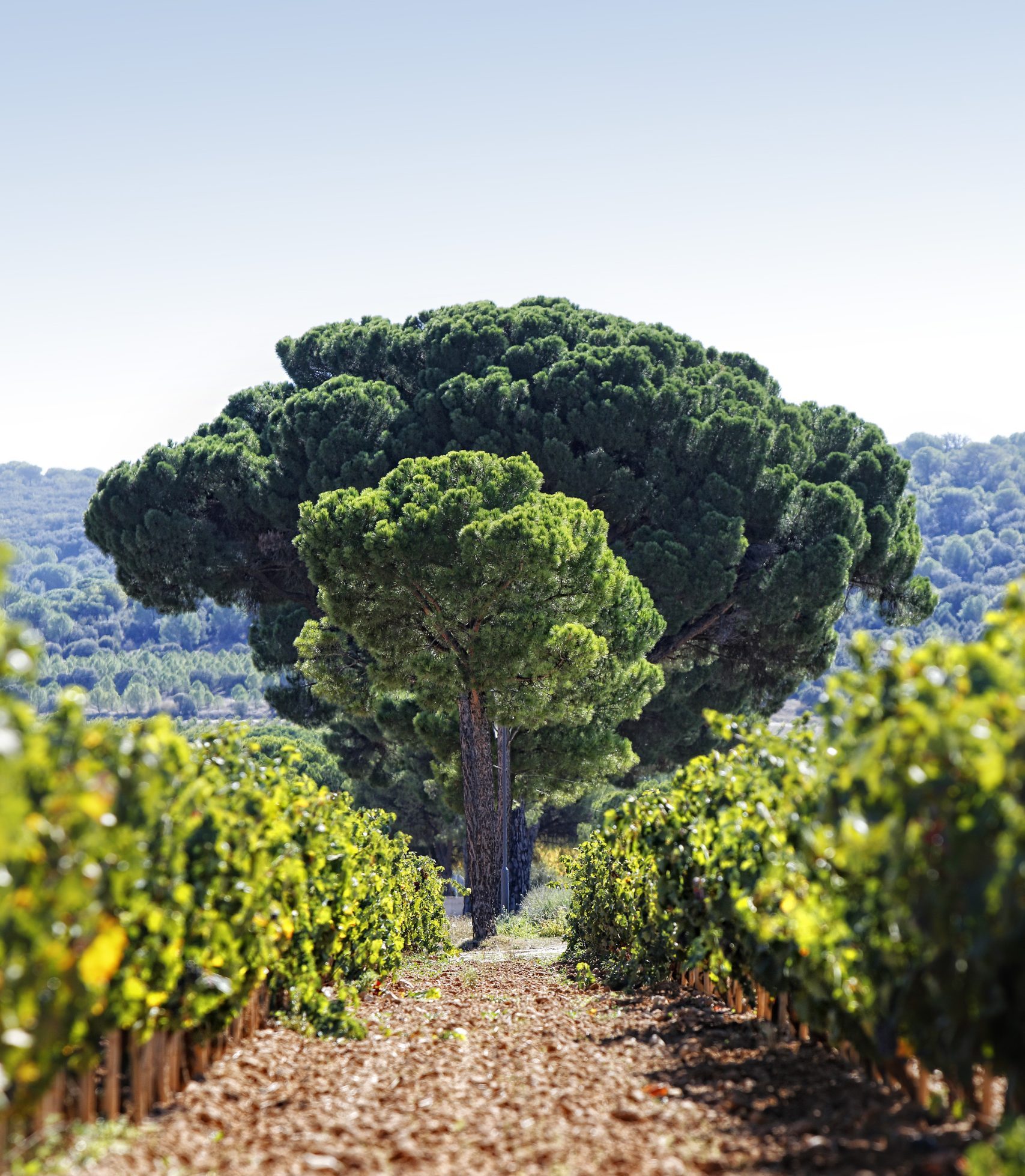 Abadía Retuerta Vinedos Abadia Retuerta scaled e1768838289400 Abadía Retuerta