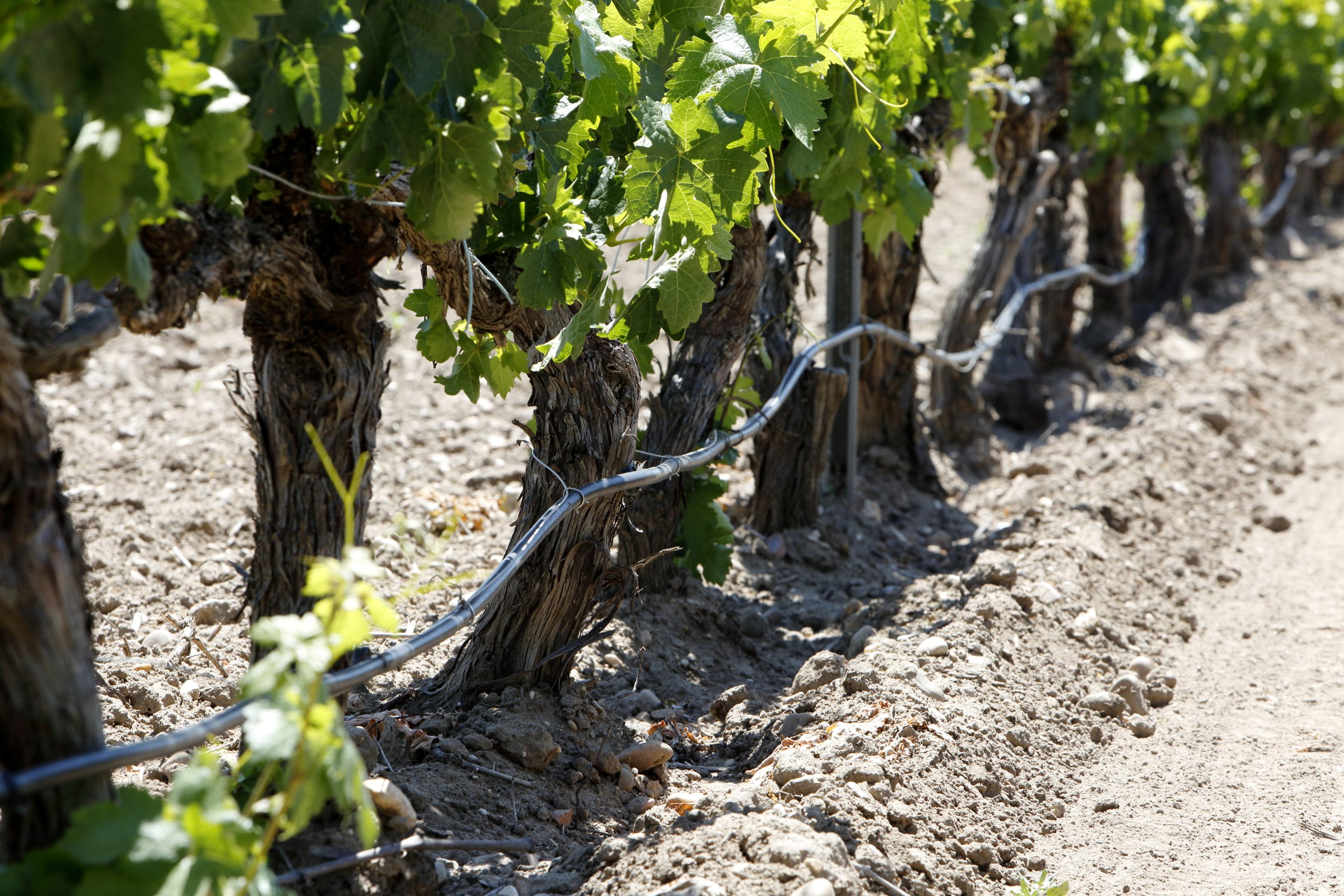 Inmersión Enológica 2 Viñedos_AbadíaRetuerta - copia