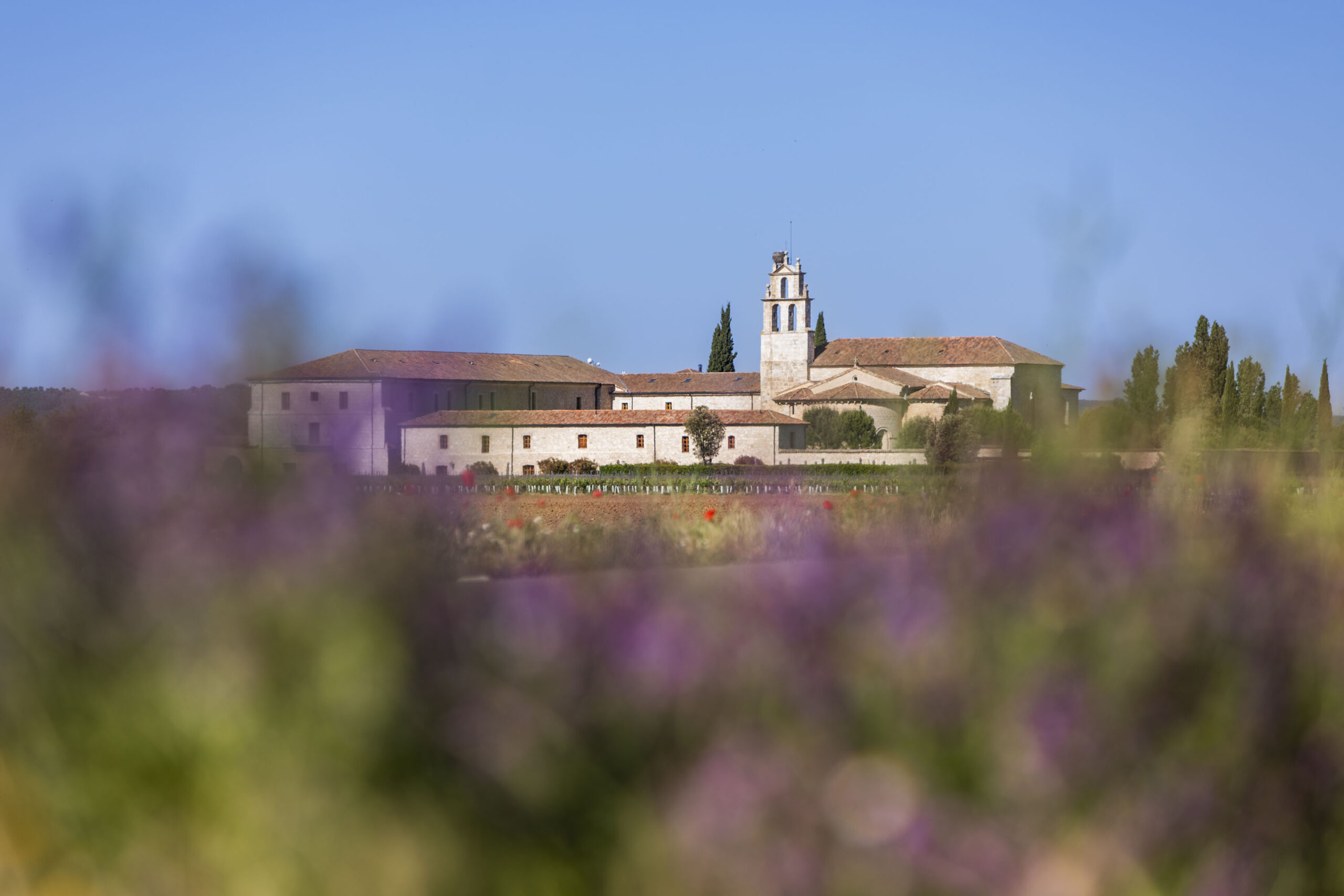 Rituales de Bienser 1 elbosque_reforest_02
