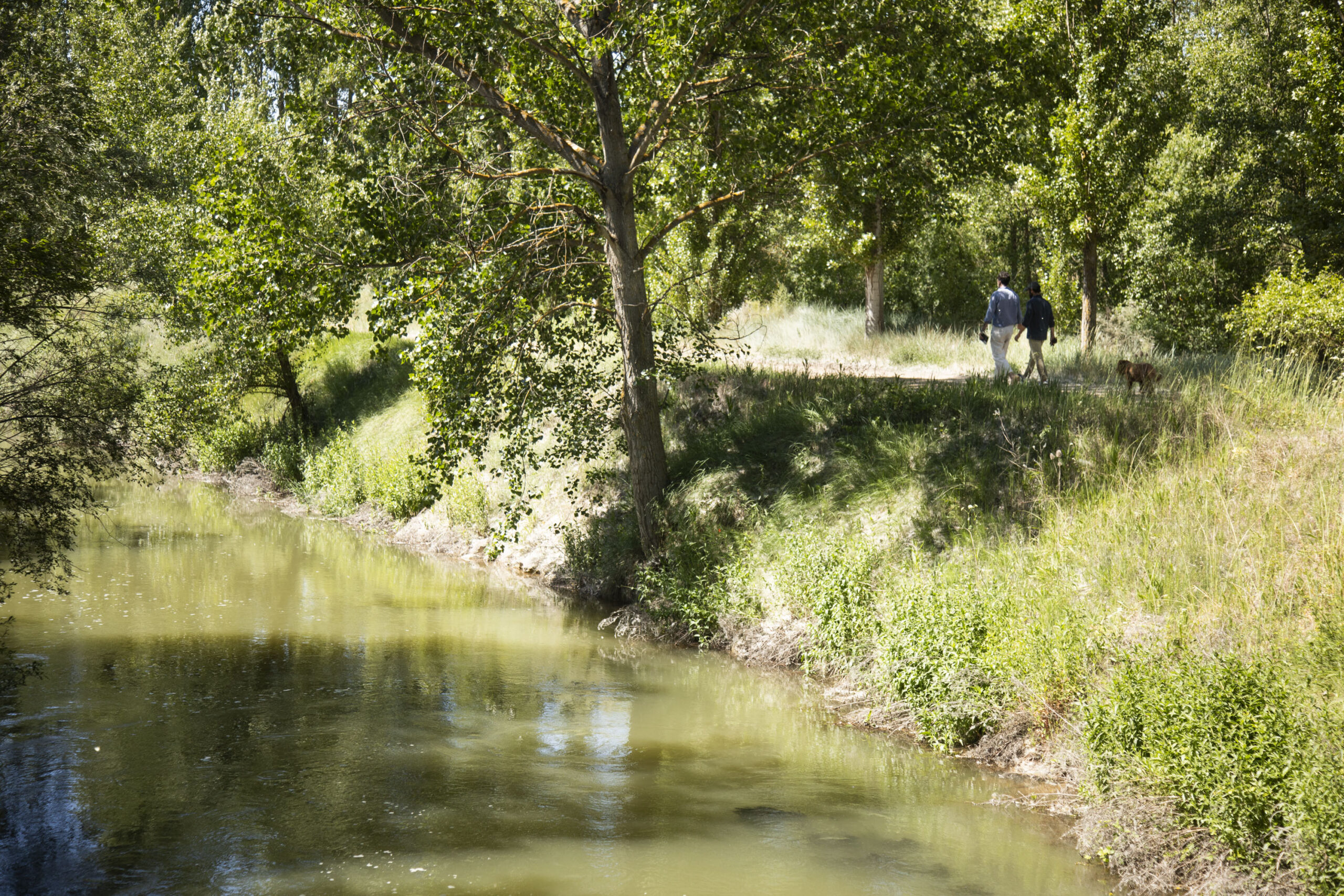 Rituales de Bienser 2 elbosque_reforest_45