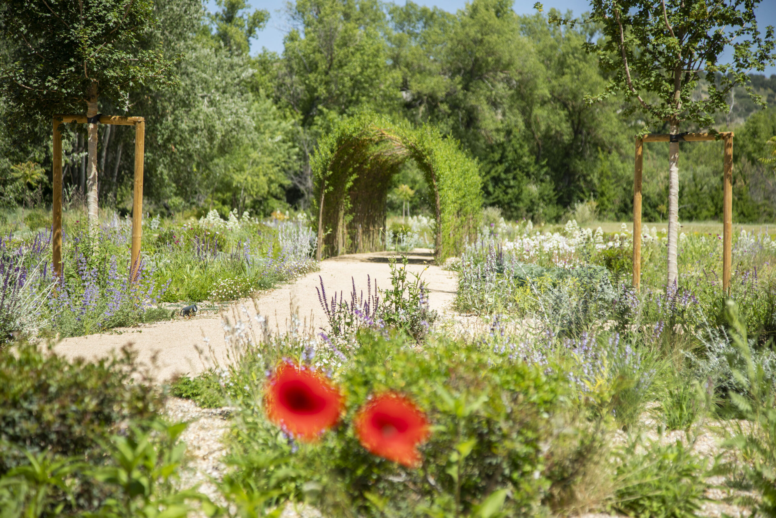 Rituales de Bienser 3 elbosque_reforest_61